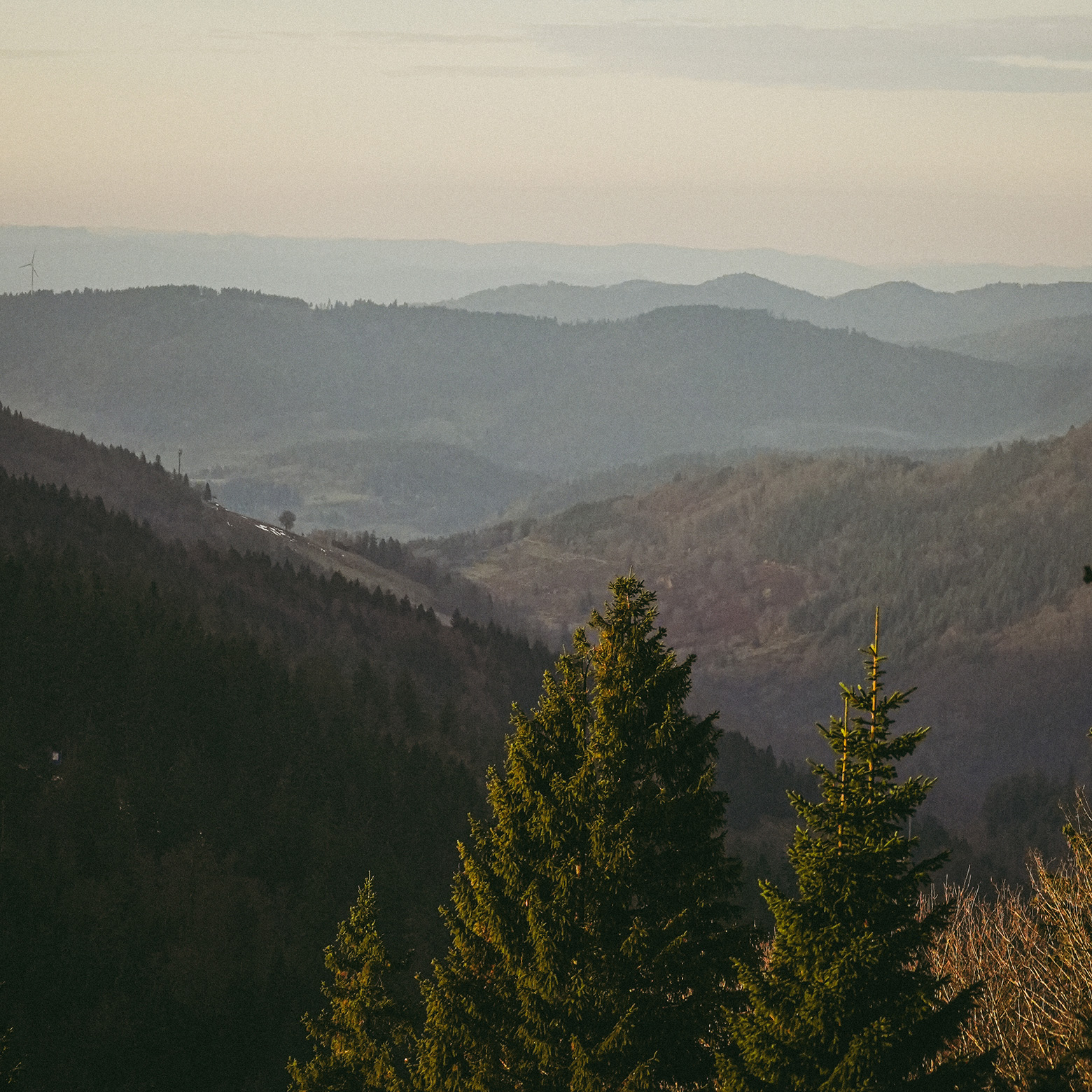 zwei Tannenbäume und die Hügel des Schwarzwaldes im Hintergrund