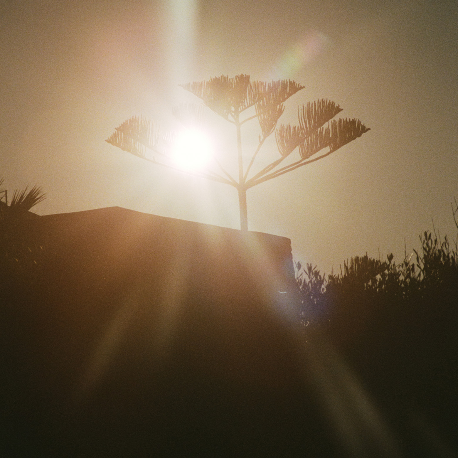 the evening sun shining through a palm tree